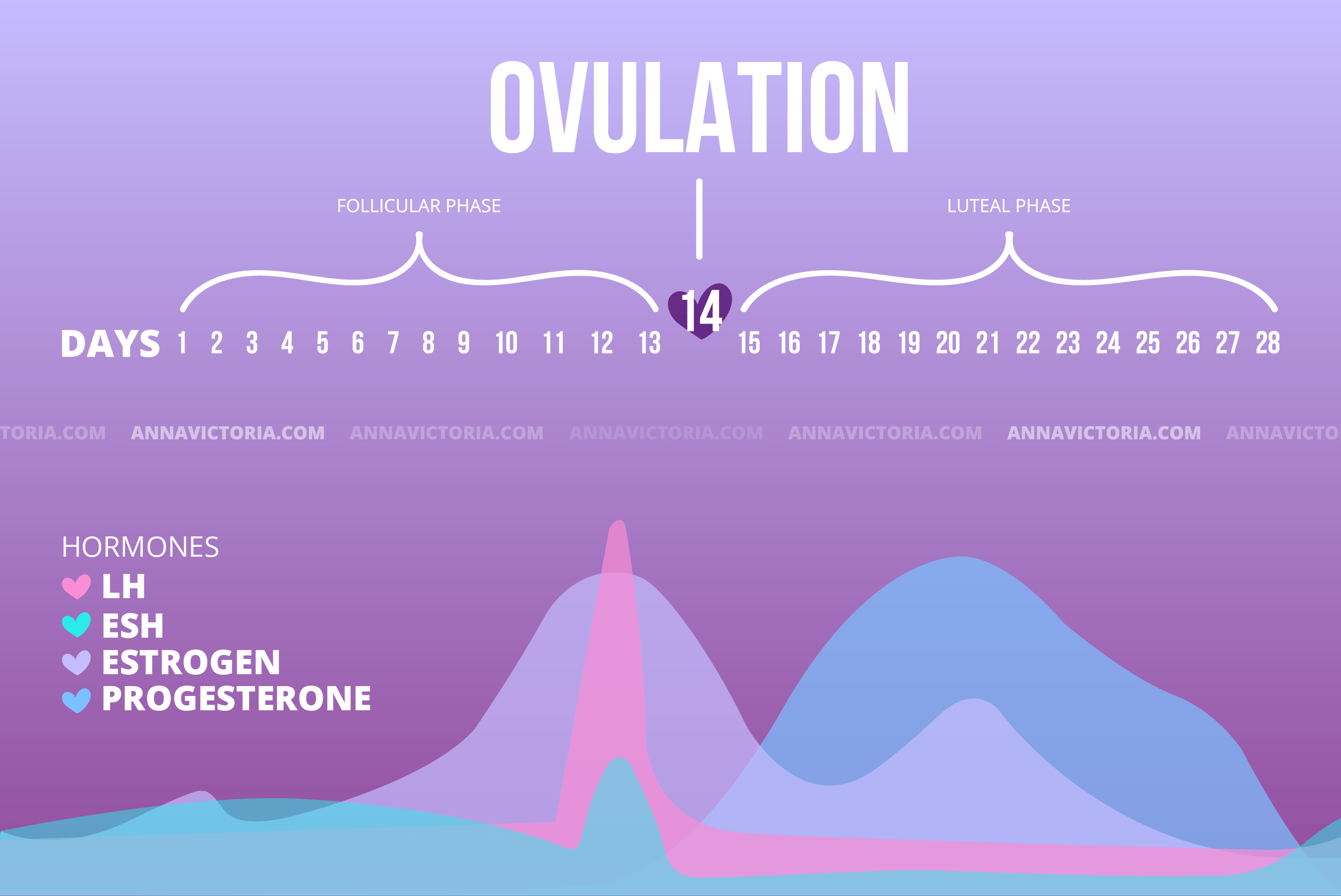 ovulation phases